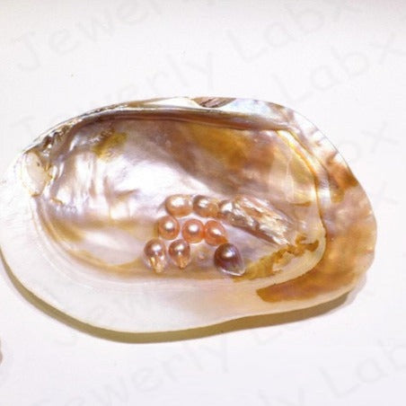 Polished Shell